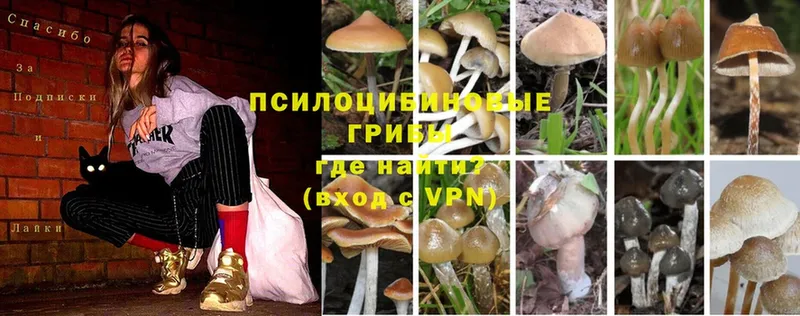 Галлюциногенные грибы Cubensis  Анапа 